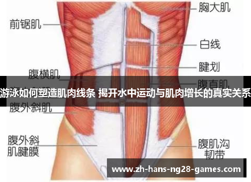 游泳如何塑造肌肉线条 揭开水中运动与肌肉增长的真实关系